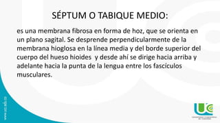 SÉPTUM O TABIQUE MEDIO:
es una membrana fibrosa en forma de hoz, que se orienta en
un plano sagital. Se desprende perpendicularmente de la
membrana hioglosa en la línea media y del borde superior del
cuerpo del hueso hioides y desde ahí se dirige hacia arriba y
adelante hacia la punta de la lengua entre los fascículos
musculares.
 