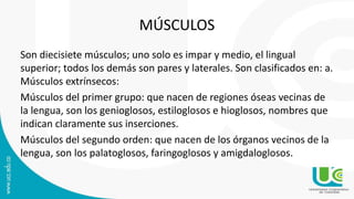 MÚSCULOS
Son diecisiete músculos; uno solo es impar y medio, el lingual
superior; todos los demás son pares y laterales. Son clasificados en: a.
Músculos extrínsecos:
Músculos del primer grupo: que nacen de regiones óseas vecinas de
la lengua, son los genioglosos, estiloglosos e hioglosos, nombres que
indican claramente sus inserciones.
Músculos del segundo orden: que nacen de los órganos vecinos de la
lengua, son los palatoglosos, faringoglosos y amigdaloglosos.
 