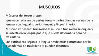 MUSCULOS
Músculos del tercer grupo:
que nacen a la vez de partes óseas y partes blandas vecinas de la
lengua, son lingual superior (impar) y lingual inferior.
Músculo intrínseco: Transverso El músculo transverso se origina y
se inserta en la lengua por lo que puede deformarla pero no
trasladarla.
Los extrínsecos llegan a la lengua desde otras estructuras por lo
que además de trasladarla la pueden deformar.
 