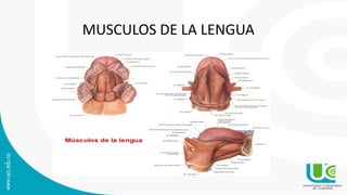 MUSCULOS DE LA LENGUA
 