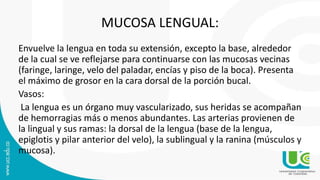 MUCOSA LENGUAL:
Envuelve la lengua en toda su extensión, excepto la base, alrededor
de la cual se ve reflejarse para continuarse con las mucosas vecinas
(faringe, laringe, velo del paladar, encías y piso de la boca). Presenta
el máximo de grosor en la cara dorsal de la porción bucal.
Vasos:
La lengua es un órgano muy vascularizado, sus heridas se acompañan
de hemorragias más o menos abundantes. Las arterias provienen de
la lingual y sus ramas: la dorsal de la lengua (base de la lengua,
epiglotis y pilar anterior del velo), la sublingual y la ranina (músculos y
mucosa).
 
