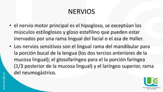 NERVIOS
• el nervio motor principal es el hipogloso, se exceptúan los
músculos estiloglosos y gloso estafilino que pueden estar
inervados por una rama lingual del facial o el asa de Haller.
• Los nervios sensitivos son el lingual rama del mandibular para
la porción bucal de la lengua (los dos tercios anteriores de la
mucosa lingual); el glosofaríngeo para el la porción faríngea
(1/3 posterior de la mucosa lingual) y el laríngeo superior, rama
del neumogástrico.
 