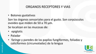 ORGANOS RECEPTORES Y VIAS
• Botones gustativos
Son los órganos sensoriales para el gusto. Son corpúsculos
ovoides que miden de 50 a 70 μm.
Se localizan en las mucosas de:
• epiglotis
• Paladar
• faringe y paredes de las papilas fungiformes, foliadas y
caliciformes (circunvaladas) de la lengua
 