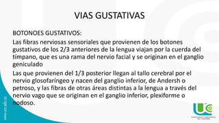 VIAS GUSTATIVAS
BOTONOES GUSTATIVOS:
Las fibras nerviosas sensoriales que provienen de los botones
gustativos de los 2/3 anteriores de la lengua viajan por la cuerda del
tímpano, que es una rama del nervio facial y se originan en el ganglio
geniculado
Las que provienen del 1/3 posterior llegan al tallo cerebral por el
nervio glosofaríngeo y nacen del ganglio inferior, de Andersh o
petroso, y las fibras de otras áreas distintas a la lengua a través del
nervio vago que se originan en el ganglio inferior, plexiforme o
nodoso.
 