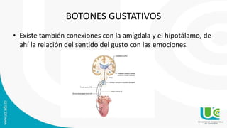 BOTONES GUSTATIVOS
• Existe también conexiones con la amígdala y el hipotálamo, de
ahí la relación del sentido del gusto con las emociones.
 
