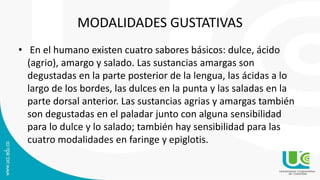 MODALIDADES GUSTATIVAS
• En el humano existen cuatro sabores básicos: dulce, ácido
(agrio), amargo y salado. Las sustancias amargas son
degustadas en la parte posterior de la lengua, las ácidas a lo
largo de los bordes, las dulces en la punta y las saladas en la
parte dorsal anterior. Las sustancias agrias y amargas también
son degustadas en el paladar junto con alguna sensibilidad
para lo dulce y lo salado; también hay sensibilidad para las
cuatro modalidades en faringe y epiglotis.
 