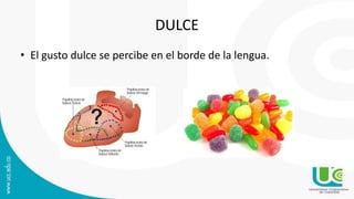 DULCE
• El gusto dulce se percibe en el borde de la lengua.
 