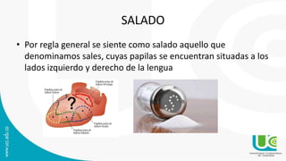 SALADO
• Por regla general se siente como salado aquello que
denominamos sales, cuyas papilas se encuentran situadas a los
lados izquierdo y derecho de la lengua
 