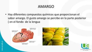 AMARGO
• Hay diferentes compuestos químicos que proporcionan el
sabor amargo. El gusto amargo se percibe en la parte posterior
( en el fondo de la lengua
 