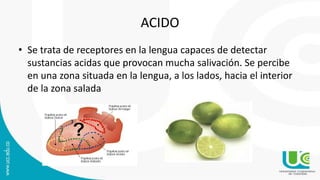 ACIDO
• Se trata de receptores en la lengua capaces de detectar
sustancias acidas que provocan mucha salivación. Se percibe
en una zona situada en la lengua, a los lados, hacia el interior
de la zona salada
 