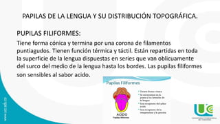 PAPILAS DE LA LENGUA Y SU DISTRIBUCIÓN TOPOGRÁFICA.
PUPILAS FILIFORMES:
Tiene forma cónica y termina por una corona de filamentos
puntiagudos. Tienen función térmica y táctil. Están repartidas en toda
la superficie de la lengua dispuestas en series que van oblicuamente
del surco del medio de la lengua hasta los bordes. Las pupilas filiformes
son sensibles al sabor acido.
 