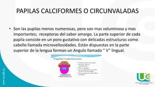 PAPILAS CALCIFORMES O CIRCUNVALADAS
• Son las pupilas menos numerosas, pero son mas voluminosa y mas
importantes; receptoras del sabor amargo. La parte superior de cada
papila consiste en un poro gustativo con delicadas estructuras como
cabello llamada microvellosidades. Están dispuestas en la parte
superior de la lengua forman un Angulo llamado “ V” lingual.
 