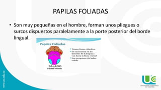 PAPILAS FOLIADAS
• Son muy pequeñas en el hombre, forman unos pliegues o
surcos dispuestos paralelamente a la porte posterior del borde
lingual.
 