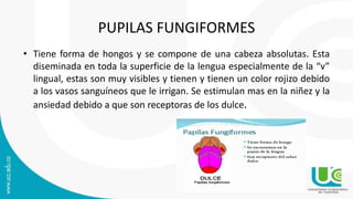 PUPILAS FUNGIFORMES
• Tiene forma de hongos y se compone de una cabeza absolutas. Esta
diseminada en toda la superficie de la lengua especialmente de la “v”
lingual, estas son muy visibles y tienen y tienen un color rojizo debido
a los vasos sanguíneos que le irrigan. Se estimulan mas en la niñez y la
ansiedad debido a que son receptoras de los dulce.
 