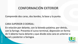 CONFORMACIÓN EXTERIOR
Comprende dos caras, dos bordes, la base y la punta.
CARA SUPERIOR O DORSAL:
En relación por delante, con la bóveda palatina; por detrás,
con la faringe. Presenta el surco terminal, depresión en forma
de V abierta hacia delante y que divide esta cara en anterior o
bucal y posterior o faríngea
 