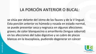 LA PORCIÓN ANTERIOR O BUCAL:
se sitúa por delante del istmo de las fauces y de la V lingual.
Esta porción anterior es húmeda y rosada en estado normal,
se puede presentar seca y negruzca en algunas afecciones
graves; de color blanquecino o amarillento (lengua saburral)
en las afecciones del tubo digestivo y se cubre de placas
blancas en la leucoplasia, pudiendo degenerar en cáncer
 