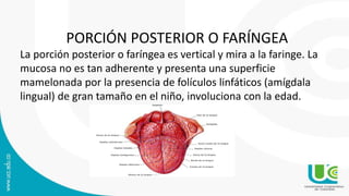 PORCIÓN POSTERIOR O FARÍNGEA
La porción posterior o faríngea es vertical y mira a la faringe. La
mucosa no es tan adherente y presenta una superficie
mamelonada por la presencia de folículos linfáticos (amígdala
lingual) de gran tamaño en el niño, involuciona con la edad.
 