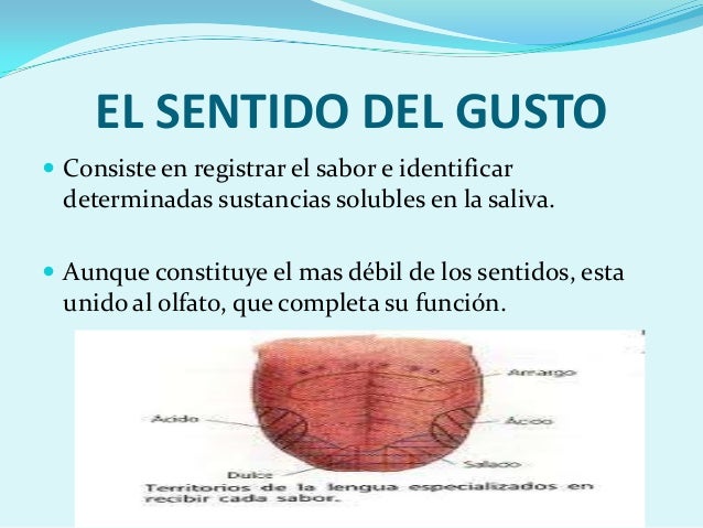 Sentido Del Gusto Y El Olfato