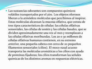  Las sustancias odorantes son compuestos químicos

volátiles transportados por el aire. Los objetos olorosos
liberan a la atmósfera moléculas que percibimos al inspirar.
Estas moléculas alcanzan la mucosa olfativa, que consta de
tres tipos característicos de células: las células olfativas
sensoriales, las células de sostén y las células basales, que se
dividen aproximadamente una vez al mes y reemplazan a
las células olfativas moribundas. Los 20 o 30 millones de
células olfativas humanas contienen, en su extremo
anterior, una pequeña cabeza con cerca de 20 pequeños
filamentos sensoriales (cilios). El moco nasal acuoso
transporta las moléculas aromáticas a los cilios con ayuda
de proteínas fijadoras; los cilios transforman las señales
químicas de los distintos aromas en respuestas eléctricas.

 