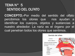 Sentido Ax TEMA N° 5 DE SECUNDARIA SENTIDO DEL TACTO | PPTX