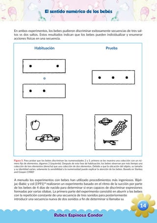 El sentido numérico de los bebés
En ambos experimentos, los bebes pudieron discriminar exitosamente secuencias de tres sal-
tos vs dos saltos. Estos resultados indican que los bebes pueden individualizar y enumerar
acciones físicas en una secuencia.
Figura 5. Para probar que los bebes discriminan las numerosidades 2 y 3, primero se les muestra una colección con un nú-
mero fijo de elementos, digamos 2 (izquierda). Después de esta fase de habituación, los bebes observan por más tiempo una
colección de tres elementos (derecha) que una colección de dos elementos. Debido a que la ubicación del objeto, su tamaño
y su identidad varían, solamente la sensibilidad a la numerosidad puede explicar la atención de los bebes. Basado en Starkey
and Cooper (1980)6
A menudo los experimentos con bebes han utilizado procedimientos más ingeniosos. Bijel-
jac-Babic y col (1991)10
realizaron un experimento basado en el ritmo de la succión por parte
de los bebes de 4 días de nacido para determinar si eran capaces de discriminar expresiones
formadas por varias silabas. La primera parte del experimento consistió en aburrir a los bebes
con la repetición constante de una secuencia de tres sonidos para posteriormente
introducir una secuencia nueva de dos sonidos a fin de determinar si llamaba su
Habituación Prueba
o
Rubén Espinoza Condor
14
,
 