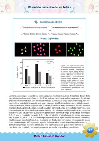 El sentido numérico de los bebés
Figura 6. La figura muestra como
los bebés fueron familiarizados con
secuencias sonoras conteniendo
un número fijo de silabas, y luego
fueron evaluados con imágenes del
mismo o diferente número de ele-
mentos (aquí 4 o 12). Las secuencias
sonoras fueron igualadas con los
números en los parámetros exten-
sivos (duración total), y los conjun-
tos visuales fueron igualados en los
parámetros intensivos (tamaño de
cada elemento, densidad del con-
junto) Izard y col.13
La mano aparecía por segunda vez con un segundo muñeco el cual era depositado detrás de la
pantalla junto al primer muñeco oculto. Esta serie de eventos describía un proceso de adición
1+1: inicialmente había un solo muñeco detrás de la pantalla, y luego se añadía un segundo. Fi-
nalmente se levantaba la pantalla y se observaba dos posibles resultados: un resultado correc-
to mostrando dos muñecos (esperado) o un resultado incorrecto mostrando un solo muñeco
(inesperado). En promedio, los bebes observaban por más tiempo el resultado incorrecto, una
prueba de que tal situación les producía asombro. Lo mismo sucedió cuando se les presento
a los bebes una situación de sustracción: observaban por más tiempo el resultado incorrecto
(2-1=2) que el resultado correcto (2-1=1). La conclusión era irrefutable: lo bebes saben que
1+1 es igual a 2, no a 1 o 3. Este mismo procedimiento fue replicado más tarde utilizando mo-
nos Rhesus en estado salvaje. A los monos se les dejaba dos berenjenas en una caja (el mono
observaba esta operación), pero en algunas de las pruebas se quitaba subrepticiamente una
de las berenjenas (el mono no observaba esta operación) antes que el mono abriera la
caja. Ante este resultado los monos se ponían a escrutar por un largo rato la caja
Familiarización (2 min)
Prueba (4 pruebas)
Número congruente Número incongruente
Rubén Espinoza Condor
17
,
 