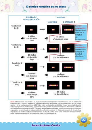 El sentido numérico de los bebés
Figura 9. Proyecciones presentadas a los recién nacidos durante las pruebas de familiarización, con un cambio en la
etapa de prueba y con dos cambios en la etapa de prueba. Cada bebe recibió solo uno de los cuatro tipos de familia-
rización y de las pruebas (condiciones 1,2,3,4). Los bebes familiarizados con 6 silabas y/o una secuencia de duración
corta emparejados con una línea larga, experimentaron dos pruebas de cambio donde las dos dimensiones cambiaban
en la misma dirección (condición 1 y2). Los bebes familiarizados con 6 silabas y/o una secuencia de duración corta
emparejados con una línea larga, al igual que los bebes familiarizados con 18 silabas y/o secuencia de duración larga
emparejado con una línea corta, experimentaron dos pruebas de cambio en los cuales cambiaban tanto en las dimen-
siones como en las direcciones opuestas (condiciones 3 y 4). de Hevia y col.16
PRUEBA DE
FAMILIARIZACIÓN
PRUEBAS
1-CAMBIO 2-CAMBIOS
Condición 1
(n=8)
Condición 2
(n=8)
Condición 3
(n=8)
Condición 4
(n=8)
18 silabas
y/o duración larga
6 silabas
y/o duración corta
6 silabas
y/o duración corta
18 silabas
y/o duración larga
6 silabas
y/o duración
corta
6 silabas
y/o duración
corta
18 silabas
y/o duración
larga
18 silabas
y/o duración
larga
Cambios
congruentes
Numerosidad.
duración y
longitud
se
incrementan
Cambios
congruentes
Numerosidad.
duración y
longitud
disminuye
Rubén Espinoza Condor
22
,
 