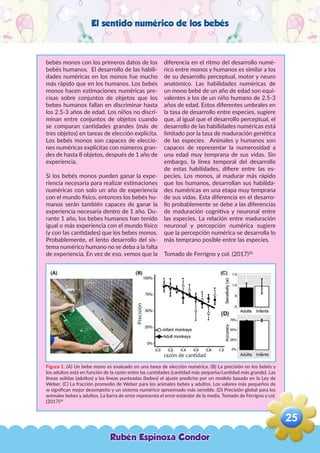 El sentido numérico de los bebés
bebés monos con los primeros datos de los
bebés humanos. El desarrollo de las habili-
dades numéricas en los monos fue mucho
más rápido que en los humanos. Los bebés
monos hacen estimaciones numéricas pre-
cisas sobre conjuntos de objetos que los
bebes humanos fallan en discriminar hasta
los 2.5-3 años de edad. Los niños no discri-
minan entre conjuntos de objetos cuando
se comparan cantidades grandes (más de
tres objetos) en tareas de elección explicita.
Los bebés monos son capaces de eleccio-
nes numéricas explicitas con números gran-
des de hasta 8 objetos, después de 1 año de
experiencia.
Si los bebés monos pueden ganar la expe-
riencia necesaria para realizar estimaciones
numéricas con solo un año de experiencia
con el mundo físico, entonces los bebés hu-
manos serán también capaces de ganar la
experiencia necesaria dentro de 1 año. Du-
rante 1 año, los bebes humanos han tenido
igual o más experiencia con el mundo físico
(y con las cantidades) que los bebes monos.
Probablemente, el lento desarrollo del sis-
tema numérico humano no se deba a la falta
de experiencia. En vez de eso, vemos que la
diferencia en el ritmo del desarrollo numé-
rico entre monos y humanos es similar a los
de su desarrollo perceptual, motor y neuro
anatómico. Las habilidades numéricas de
un mono bebé de un año de edad son equi-
valentes a los de un niño humano de 2.5-3
años de edad. Estos diferentes umbrales en
la tasa de desarrollo entre especies, sugiere
que, al igual que el desarrollo perceptual, el
desarrollo de las habilidades numéricas está
limitado por la tasa de maduración genética
de las especies. Animales y humanos son
capaces de representar la numerosidad a
una edad muy temprana de sus vidas. Sin
embargo, la línea temporal del desarrollo
de estas habilidades, difiere entre las es-
pecies. Los monos, al madurar más rápido
que los humanos, desarrollan sus habilida-
des numéricas en una etapa muy temprana
de sus vidas. Esta diferencia en el desarro-
llo probablemente se debe a las diferencias
de maduración cognitiva y neuronal entre
las especies. La relación entre maduración
neuronal y percepción numérica sugiere
que la percepción numérica se desarrolla lo
más temprano posible entre las especies.
Tomado de Ferrigno y col. (2017)20
Figura 1. (A) Un bebe mono es evaluado en una tarea de elección numérica. (B) La precisión en los bebés y
los adultos está en función de la razón entre las cantidades (cantidad más pequeña/cantidad más grande). Las
líneas solidas (adultos) y las líneas punteadas (bebes) el ajuste predicho por un modelo basado en la Ley de
Weber. (C) La fracción promedio de Weber para los animales bebes y adultos. Los valores más pequeños de
w significan mejor desempeño y un sistema numérico aproximado más sensible. (D) Precisión global para los
animales bebes y adultos. La barra de error representa el error estándar de la media. Tomado de Ferrigno y col.
(2017)20
razón de cantidad
Precisión
Rubén Espinoza Condor
25
,
 