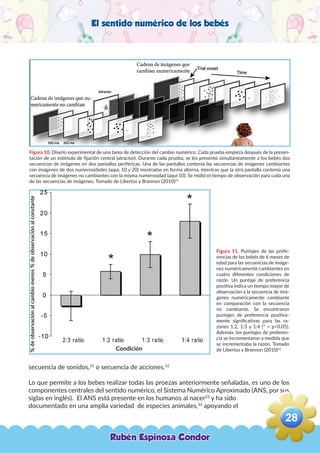 El sentido numérico de los bebés
Figura 10. Diseño experimental de una tarea de detección del cambio numérico. Cada prueba empieza después de la presen-
tación de un estímulo de fijación central (atractor). Durante cada prueba, se les presento simultáneamente a los bebés dos
secuencias de imágenes en dos pantallas periféricas. Una de las pantallas contenía las secuencias de imágenes cambiantes
con imágenes de dos numerosidades (aquí, 10 y 20) mostradas en forma alterna, mientras que la otra pantalla contenía una
secuencia de imágenes no cambiantes con la misma numerosidad (aquí 10). Se midió el tiempo de observación para cada una
de las secuencias de imágenes. Tomado de Libertus y Brannon (2010)21
Figura 11. Puntajes de las prefe-
rencias de los bebés de 6 meses de
edad para las secuencias de imáge-
nes numéricamente cambiantes en
cuatro diferentes condiciones de
razón. Un puntaje de preferencia
positiva indica un tiempo mayor de
observación a la secuencia de imá-
genes numéricamente cambiante
en comparación con la secuencia
no cambiante. Se encontraron
puntajes de preferencia positiva-
mente significativas para las ra-
zones 1:2, 1:3 y 1:4 (* = p<0.05).
Además, los puntajes de preferen-
cia se incrementaron a medida que
se incrementaba la razón. Tomado
de Libertus y Brannon (2010)21
secuencia de sonidos,31
o secuencia de acciones.32
Lo que permite a los bebes realizar todas las proezas anteriormente señaladas, es uno de los
componentes centrales del sentido numérico, el Sistema Numérico Aproximado (ANS, por sus
siglas en inglés). El ANS está presente en los humanos al nacer23
y ha sido
documentado en una amplia variedad de especies animales,33
apoyando el
Condición
%deobservaciónalcambiomenos%deobservaciónalconstante
Rubén Espinoza Condor
28
,
 