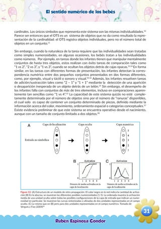 El sentido numérico de los bebés
Figure 12. (A) Estructura de un modelo de retro propagación. El color negro en la red indica la cantidad de activa-
ción (B) En la abscisa, se muestran las diferentes posibles numerosidades (1-5). La ordenada muestra la activación
media de una unidad oculta sobre todas las posibles configuraciones de la capa de entrada que indican un nume-
rosidad en particular. Se muestran las curvas sintonizadas o afinadas de dos unidades representadas en el campo
oculto. (C) Lo mismo que en (B) pero para dos unidades representadas en el campo numérico. Tomado de
Verguts y Fias (2004)64
cardinales. Los únicos símbolos que representa este sistema son las mismas individualidades.52
Parece ser entonces que el OTS es un sistema de objetos que no da como resultado la repre-
sentación de la cardinalidad: el OTS registra objetos individuales, pero no el número total de
objetos en un conjunto.11
Sin embargo, cuando la naturaleza de la tarea requiere que las individualidades sean tratadas
como simples numerosidades, en algunas ocasiones, los bebés tratan a las individualidades
como números. Por ejemplo, en tareas donde los infantes tienen que manipular mentalmente
conjuntos de hasta tres objetos, estos realizan con éxito tareas de comparación tales como
“1 vs 2”, “2 vs 3”, y “1 vs 3”, cuando se ocultan los objetos detrás de cajas opacas.53,54
En forma
similar, en las tareas con diferentes formas de presentación, los infantes detectan la corres-
pondencia numérica entre dos pequeños conjuntos presentados en dos formas diferentes,
como, por ejemplo, visual y táctil o sonoro y visual.55,56
Además, los infantes resuelven tareas
de adición/sustracción tales como “2 – 1” y “1 + 1” mediante la detección de una aparición
o desaparición inesperada de un objeto detrás de un telón.14
Sin embargo, el desempeño de
los infantes falla con conjuntos de más de tres elementos, incluso en comparaciones aparen-
temente tan sencillas como “1 vs 4”.53
La capacidad de este sistema quizás no esté comple-
tamente determinada por el número de objetos sino por el número de “ranuras” disponibles,
el cual solo es capaz de contener un conjunto determinado de piezas, definido mediante la
información acerca del color, movimiento, ordenamiento espacial o categorías conceptuales.57
Existe evidencia preliminar de que este sistema se encuentra operativo desde el nacimiento,
aunque con un tamaño de conjunto limitado a dos objetos.48
Rubén Espinoza Condor
31
,
 