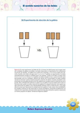 El sentido numérico de los bebés
Figura 14. En este experimento, los bebés de 10 a 12 meses de edad tuvieron que escoger entre
dos cantidades de galletas escondidas. Los bebés observaban un experimento con ocultamiento
secuencial, por ejemplo, una galleta en la cubeta de la izquierda, y 1+1=2 en la cubeta de la de-
recha. Cuando se les daba a escoger entre 1 vs. 2 y 2 vs. 3 galletas con igual tamaño, los bebés
espontáneamente escogían la cantidad mayor. Sin embargo, cuando se les daba a escoger entre
3 vs 4; 2 vs 4; 3 vs 6; e incluso 1 vs 4 galletas, los bebes escogían al azar, a pesar de la alta razón
discriminable entre las cantidades. Además del cálculo de la numerosidad, los bebés también
calculan la extensión continua total de pequeños conjuntos de objetos. Cuando a los bebés se les
presentaba una sola galleta grande versus dos galletas que sumaban juntas la mitad del área de la
grande, ellos confiadamente preferían la cubeta con una galleta. Ya que los bebés tienen éxito en
esta tarea solo cuando se ocultan menos de tres galletas en cualquier ubicación, esto sugiere que
ellos representan las galletas como individualidades distintas, hasta un límite de tres, y que luego
ellos los suman para representar la cantidad total de la galleta en cada cubeta. Esta sensibilidad a
las variables continuas ha sido observada en muchos paradigmas, incluyendo la habituación y la
violación de la expectativa, demostrando la importancia de esta estimación cuando se representa
un número pequeño de objetos. Tomado de Feigenson (2002)54
(b) Experimento de elección de la galleta
Rubén Espinoza Condor
34
,
 