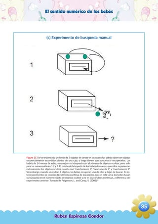 El sentido numérico de los bebés
Figura 15. Se ha encontrado un límite de 3 objetos en tareas en los cuales los bebés observan objetos
secuencialmente escondidos dentro de una caja, y luego tienen que buscarlos y recuperarlos. Los
bebés de 14 meses de edad, emparejan su búsqueda con el número de objetos ocultos, pero solo
para las numerosidades 1,2 y 3. El patrón de búsqueda de los bebés demuestra que ellos representan
exitosamente los objetos ocultos cuando son “exactamente 1”, “exactamente 2” y “exactamente 3”.
Sin embargo, cuando se ocultan 4 objetos, los bebes recuperan uno de ellos y dejan de buscar. En es-
tos experimentos se controló la extensión continua de los objetos. Así, en esta tarea, los bebés basan
su búsqueda en el número exacto de objetos ocultos y no en las variables continuas, a diferencia del
experimento anterior. Tomado de Feigenson, L. and Carey, S. (2003)54
(c) Experimento de busqueda manual
Rubén Espinoza Condor
35
,
 