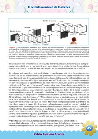 El sentido numérico de los bebés
Figura 22. En este experimento, a los bebés se les presento dos cadenas de imágenes en forma simultánea en dos pantallas
periféricas. En la condición descrita aquí, una de las cadenas de imágenes se alternaba entre imágenes con diferentes números
de puntos (6 y 18, razón 1:3) mientras se mantenía constante el área superficial acumulada (cadena con cambio numérico),
mientras que la otra cadena de imágenes internaba entre imágenes con dos valores diferentes de área acumulada (6 cm2
y 18
cm2
, razón 1:3) mientras se mantenía el numero constante (cadena con cambio de área). Los bebés prefirieron observar imá-
genes que varían en números y no las imágenes que varían en área cuando presentan la misma razón o cuando se encuentran
dentro de su rango de discriminación. Tomado de Libertus 78
de que cuando nos enfrentamos a un conjunto de individualidades, la numerosidad es la pro-
piedad más notable con la cual sintonizamos inmediatamente y refutan la idea de que el área
superficial acumulada es más fácil de extraer para los bebes que la información numérica.
Sin embargo, esto no quiere decir que los bebés no puedan computar otras dimensiones cuan-
titativas. De hecho, existe evidencia de que la representación de los bebés de cantidades tales
como las numéricas, áreas y duración temporal, tienen todos unos formatos analógicos, de tal
forma que su discriminación sigue las leyes de Weber.79
Por lo tanto, las restricciones cogniti-
vas son similares para la representación de estos atributos, los cuales pueden ser formalizados
en términos de “más que” o “menos que”. Las investigaciones desarrolladas han establecido un
paralelismo en la precisión con la cual los bebés representan los cambios de magnitudes en
los dominios numérico, área, extensión espacial, y tiempo. Los bebés de 6 meses requieren
una proporción o razón de 2:1 para poder discriminar las distintas instancias a lo largo del do-
minio numérico,26,25
temporal,46,80
y del tamaño;81
los bebés de 9 edad requieren una razón de
3:2 para todas estas dimensiones.46,26
Sin embargo, aunque la agudeza parece ser equivalente
entre estas dimensiones, lo cual podría respaldar el punto de vista de un único sistema de
magnitud,82
es todavía posible que las sutiles diferencias en el procesamiento cuantitativo de
estas dimensiones no hayan sido detectadas en los anteriores estudios y que, en realidad, las
representaciones de las magnitudes de estas dimensiones sean diferentes entre sí.83
De hecho,
existe evidencia de que el desarrollo de la agudeza en la representación de los números y en el
tamaño, son diferentes en un niño de 3 años de edad, de tal forma que la representación del
tamaño tiene una mayor agudeza que la representación numérica y que la mejora en la agude-
za ocurre más rápidamente para el tamaño que para el numero.84
Ante estos experimentos, surge la pregunta de si esta temprana sensibilidad a la
numerosidad solamente refleja el poder del sistema visual de los bebes o si representa
una verdadera representación abstracta del número, por ejemplo, ¿los bebes serán
Cambio de área
Cambio de número
Atractor
Rubén Espinoza Condor
49
,
 