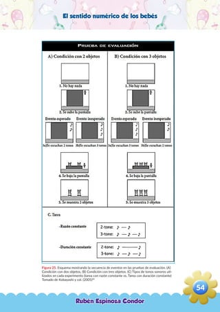 El sentido numérico de los bebés
Figura 25. Esquema mostrando la secuencia de eventos en las pruebas de evaluación. (A)
Condición con dos objetos, (B) Condición con tres objetos. (C) Tipos de tonos sonoros uti-
lizados en cada experimento (tarea con razón constante vs. Tarea con duración constante)
Tomado de Kobayashi y col. (2005)90
Rubén Espinoza Condor
54
,
 