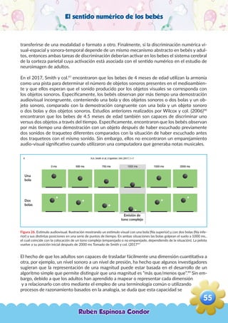 El sentido numérico de los bebés
transferirse de una modalidad o formato a otro. Finalmente, si la discriminación numérica vi-
sual-espacial y sonora-temporal depende de un mismo mecanismo abstracto en bebés y adul-
tos, entonces ambas tareas de discriminación deberían activar en los bebes el sistema cerebral
de la corteza parietal cuya activación está asociada con el sentido numérico en el estudio de
neuroimagen de adultos.
En el 2017, Smith y col.97
encontraron que los bebes de 4 meses de edad utilizan la armonía
como una pista para determinar el número de objetos sonoros presentes en el medioambien-
te y que ellos esperan que el sonido producido por los objetos visuales se corresponda con
los objetos sonoros. Específicamente, los bebés observan por más tiempo una demostración
audiovisual incongruente, conteniendo una bola y dos objetos sonoros o dos bolas y un ob-
jeto sonoro, comparado con la demostración congruente con una bola y un objeto sonoro
o dos bolas y dos objetos sonoros. Estudios anteriores realizados por Wilcox y col. (2006)98
encontraron que los bebes de 4.5 meses de edad también son capaces de discriminar uno
versus dos objetos a través del tiempo. Específicamente, encontraron que los bebés observan
por más tiempo una demostración con un objeto después de haber escuchado previamente
dos sonidos de traqueteo diferentes comparados con la situación de haber escuchado antes
dos traqueteos con el mismo sonido. Sin embargo, ellos no encontraron un emparejamiento
audio-visual significativo cuando utilizaron una computadora que generaba notas musicales.
Figura 26. Estimulo audiovisual. Ilustración mostrando un estímulo visual con una bola (fila superior) y con dos bolas (fila infe-
rior) y sus distintas posiciones en una serie de puntos de tiempo. En ambas situaciones las bolas golpean el suelo a 1000 ms.,
el cual coincide con la colocación de un tono complejo (emparejado o no emparejado, dependiendo de la situación). La pelota
vuelve a su posición inicial después de 2000 ms Tomado de Smith y col. (2017)97
El hecho de que los adultos son capaces de trasladar fácilmente una dimensión cuantitativa a
otra, por ejemplo, un nivel sonoro a un nivel de presión, ha hecho que algunos investigadores
sugieran que la representación de una magnitud puede estar basada en el desarrollo de un
algoritmo simple que permite distinguir que una magnitud es “más que/menos que”.99
Sin em-
bargo, debido a que los adultos han aprendido a mapear o representar cada dimensión
y a relacionarlo con otro mediante el empleo de una terminología común o utilizando
procesos de razonamiento basados en la analogía, se duda que esta capacidad se
Una
bola
Dos
bolas
Emisión de
tono complejo
Rubén Espinoza Condor
55
,
 