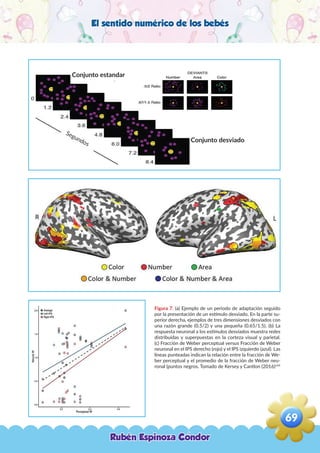 El sentido numérico de los bebés
Figura 7. (a) Ejemplo de un periodo de adaptación seguido
por la presentación de un estímulo desviado. En la parte su-
perior derecha, ejemplos de tres dimensiones desviados con
una razón grande (0.5/2) y una pequeña (0.65/1.5). (b) La
respuesta neuronal a los estímulos desviados muestra redes
distribuidas y superpuestas en la corteza visual y parietal.
(c) Fracción de Weber perceptual versus Fracción de Weber
neuronal en el IPS derecho (rojo) y el IPS izquierdo (azul). Las
líneas punteadas indican la relación entre la fracción de We-
ber perceptual y el promedio de la fracción de Weber neu-
ronal (puntos negros. Tomado de Kersey y Cantlon (2016)144
Conjunto estandar
Conjunto desviado
Segundos
Rubén Espinoza Condor
69
,
 