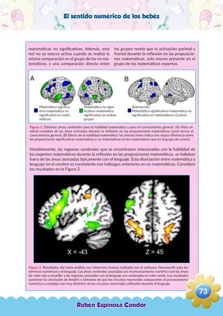 El sentido numérico de los bebés
matemáticas no significativas. Además, esta
red no se estuvo activa cuando se realizó la
misma comparación en el grupo de los no ma-
temáticos, y una comparación directa entre
los grupos revelo que la activación parietal y
frontal durante la reflexión en las proposicio-
nes matemáticas, solo estuvo presente en el
grupo de los matemáticos expertos.
Figura 1. Distintas áreas cerebrales para la habilidad matemática y para el conocimiento general. (A) Vista ce-
rebral completa de las áreas activadas durante la reflexión en las proposiciones matemáticas (azul) versus el
conocimiento general. (B) Efecto de la habilidad matemática: las interacciones indica una mayor diferencia entre
las proposiciones significativas matemáticas y no matemáticas en los matemáticos que en el grupo de control.
Notablemente, las regiones cerebrales que se encontraron relacionadas con la habilidad de
los expertos matemáticos durante la reflexión en las proposiciones matemáticas, se hallaban
fuera de las áreas asociadas típicamente con el lenguaje. Esta disociación entre matemática y
lenguaje en el cerebro es consistente con hallazgos anteriores en no matemáticos. Considere
los resultados en la Figura 2.
Figura 2. Resultados del meta-análisis con inferencia inversa realizada con el software Neurosynth para los
términos numéricos y el lenguaje. Las áreas cerebrales asociadas con el procesamiento numérico son las áreas
de color rojo a amarillo, y las regiones asociadas con el lenguaje son mostradas en color verde. Los resultados
sustentan la conclusión de Amalric y Dehaene de que los circuitos neuronales subyacentes al procesamiento
numérico y complejo son muy distintos de los circuitos neuronales utilizados durante el lenguaje.
Matemática significa-
tiva>matemática no
significativa en mate-
máticos
Matemática no signi-
ficativa>matemática
significativa en ambos
grupos
(Interacción:
Matemática significativa>matemática no
significativa en matemáticos>Control
Rubén Espinoza Condor
73
,
 