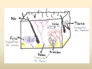 Corpúsculo de Pacini: Están en la zona profunda de la piel (no son muy abundantes), detectan deformaciones de la piel.