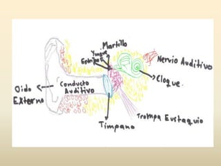 Corpúsculo de Rufino:  No muy numerosos, son sensibles al calor.Hay partes de la piel donde uno es mas sensible que en otras, esto es porque hay mas terminaciones nerviosas en estos lugares.