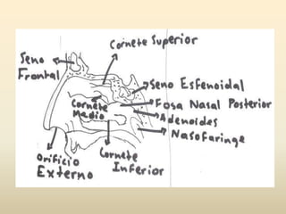 VISIONEl órgano encargado de procesar la luz captada por el ojo y traducirlas en imágenes es el cerebro.El ojo esta compuesto por tres capas exteriores:La esclerótica: Capa externa cuya función es protectora. Contiene a la Cornea que es una membrana compuesta de cinco capas por las cuales la luz penetra al ojo interior.