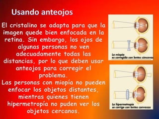 Como una fotoAl igual que una cámara fotográfica, el ojo necesita controlar dos factores: la formación de una imágen nítida en la retina, gracias a la formación del cristalino, y a la regulación de la entrada de la luz(pupila e iris). 