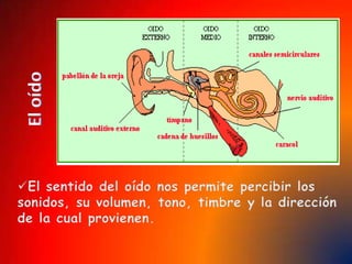  Dentro del mismo se encuentran células receptoras que se encargan de armar las imágenes de los objetos y trasmitirlas al cerebro. 