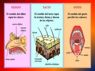 • Glándulas lagrimales: producen las lágrimas que ayudan a limpiar el ojo.• Iris: parte de forma circular, situada entre la córnea y el cristalino, que separa las cámaras anterior y posterior del ojo. La contracción del iris altera el tamaño de la pupila. Su cantidad de pigmento determina el color del ojo.• Pupila: abertura circular en el centro del iris, a través de la cual penetra la luz en el ojo.• Retina: membrana donde converge la luz y se forman las imágenes. 