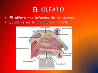 Usando anteojosEl cristalino se adapta para que la imagen quede bien enfocada en la retina. Sin embargo, los ojos de algunas personas no ven adecuadamente todas las distancias, por lo que deben usar anteojos para corregir el problema.Las personas con miopía no pueden enfocar los objetos distantes, mientras quienes tienen hipermetropía no puden ver los objetos cercanos.
