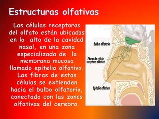 EL OIDOEl oído nos informa de los sonidos que se producen a nuestro alrededor.Los oídos son los órganos del sentido del oído.En los oídos distinguimos: Una parte que vemos:  