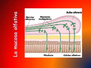  Otras partes que no vemos: