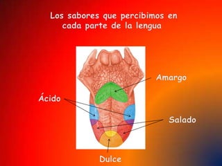 caracolEl oídoEl sentido del oído nos permite percibir los sonidos, su volumen, tono, timbre y la dirección de la cual provienen. Las vibraciones sonoras son recibidas por el oído y esas sensaciones son transmitidas al cerebro. 
