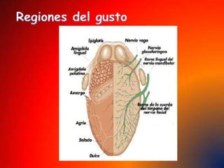 El oído humano sólo está capacitado para oír un rango de ondas sonoras, ya que no percibe las vibraciones menores a 20 veces por segundo ni mayores a 20.000 veces por segundo. 