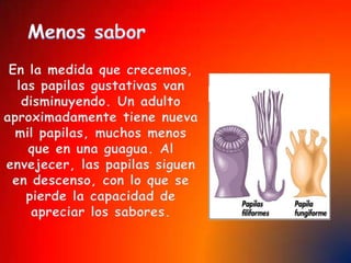 En el oído se encuentran también terminales nerviosas que reciben información acerca de los movimientos del cuerpo, ayudando a mantener el equilibrioEl oído