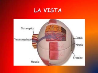 cejas Partes que se ocupan de a visión: